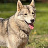 dog, husky, animal, pet, outdoor, grass, sunlight, tongue_out, happy, fur, canine, nature, collar, chain, muzzle, ears, portrait, friendly, daylight, blurred_background