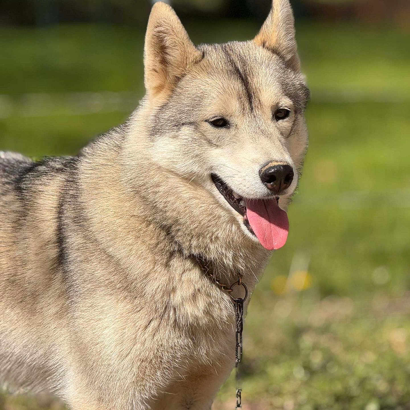 Una a rejoint le concours — aidez-le/la à gagner de superbes lots ! dog, husky, animal, pet, outdoor, grass, sunlight, tongue_out, happy, fur, canine, nature, collar, chain, muzzle, ears, portrait, friendly, daylight, blurred_background