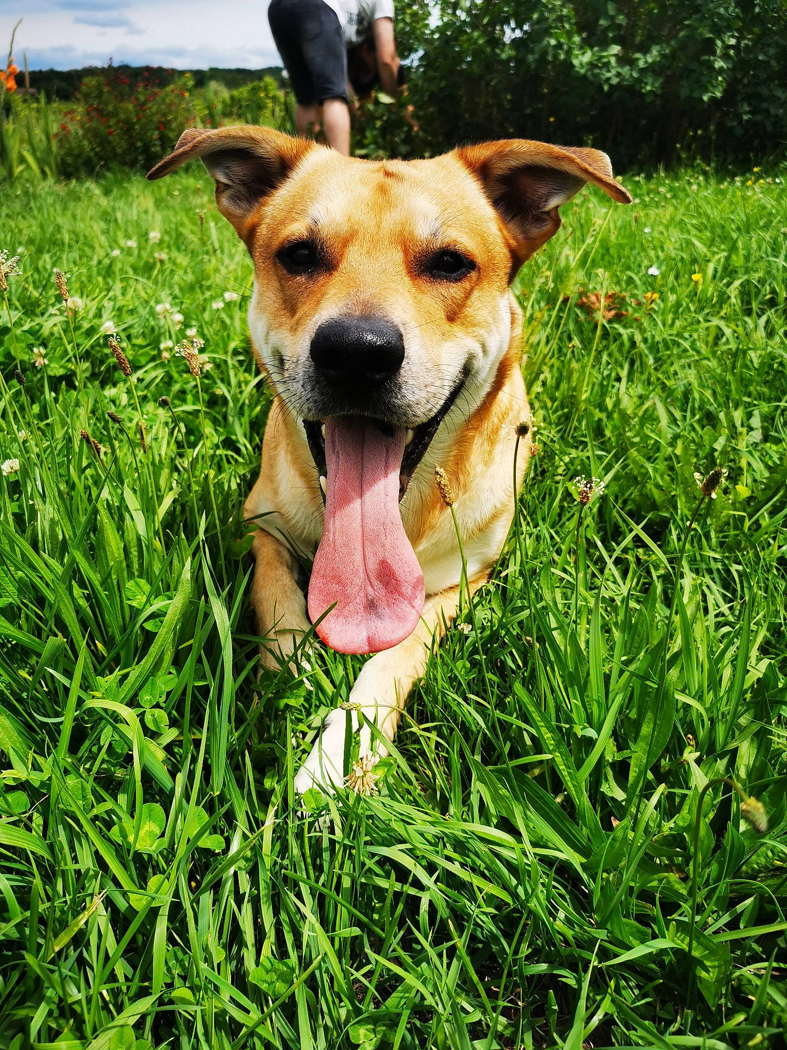Loki a rejoint le concours — aidez-le/la à gagner de superbes lots ! carnivore, cloud, collar, companion_dog, dog, dog_breed, fawn, grass, grassland, groundcover, happy, herbaceous_plant, lawn, people_in_nature, plant, sky, snout, sporting_group, whiskers, working_animal