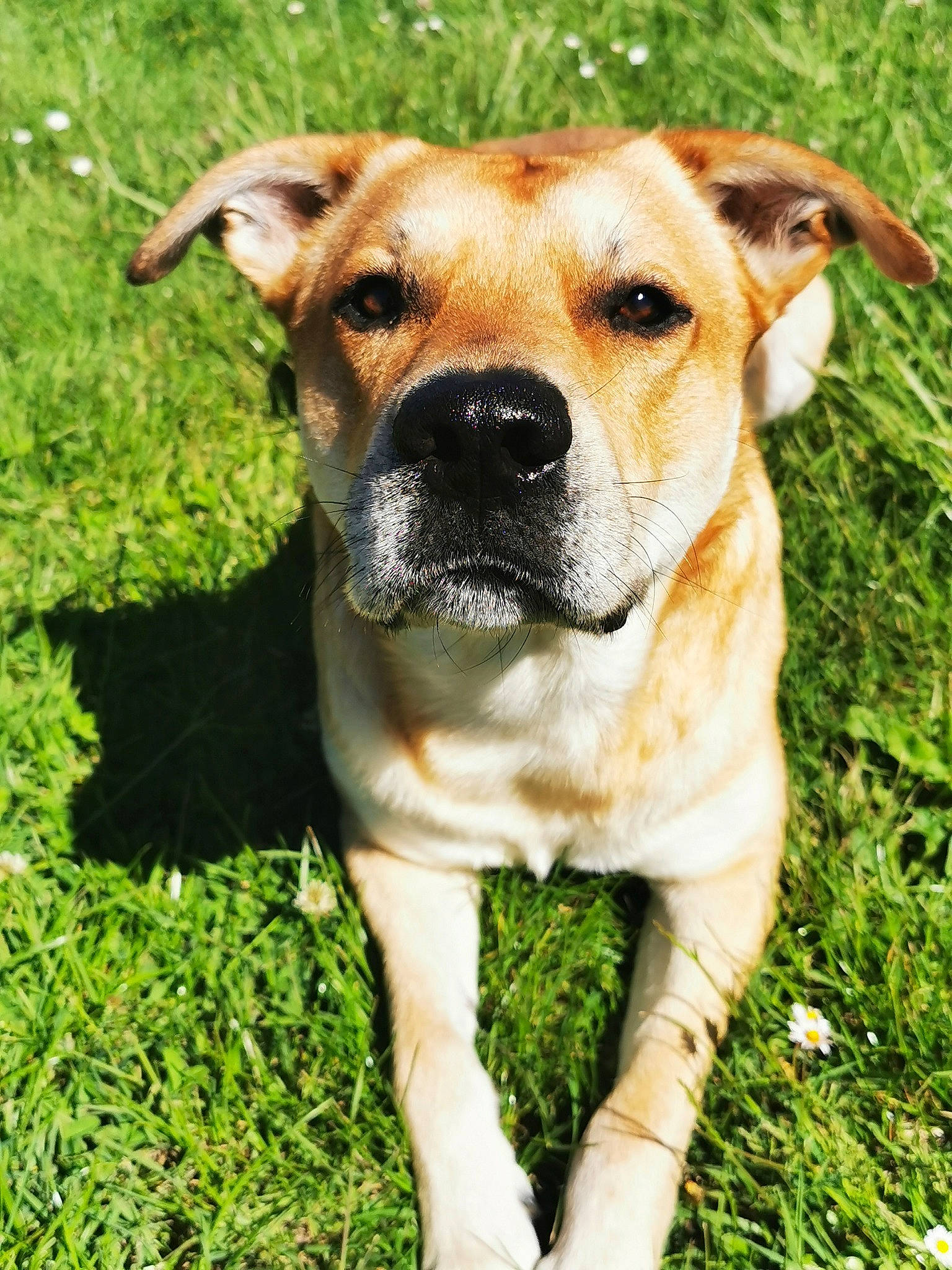 Loki a rejoint le concours — aidez-le/la à gagner de superbes lots ! ancient_dog_breeds, canidae, carnivore, collar, companion_dog, dog, dog_breed, dog_collar, fawn, fur, grass, groundcover, plant, snout, sporting_group, street_dog, terrestrial_animal, whiskers, working_animal, working_dog