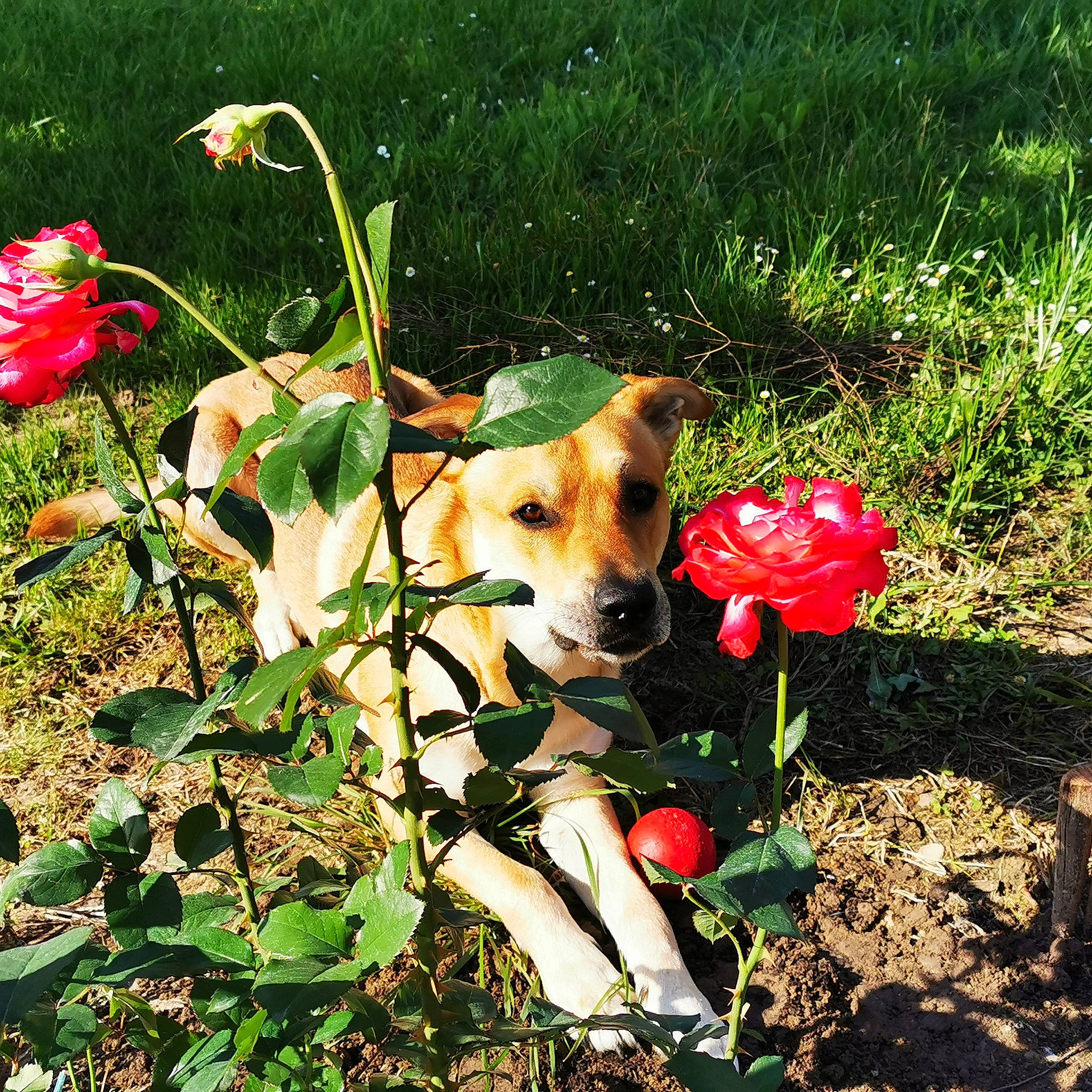 Loki participe au concours pour gagner de l'argent avec cette photo : canidae, carnivore, companion_dog, dog, dog_breed, fawn, flower, flowering_plant, garden, grass, herbaceous_plant, landscape, natural_landscape, people_in_nature, petal, plant, shrub, sporting_group, terrestrial_plant, wildflower