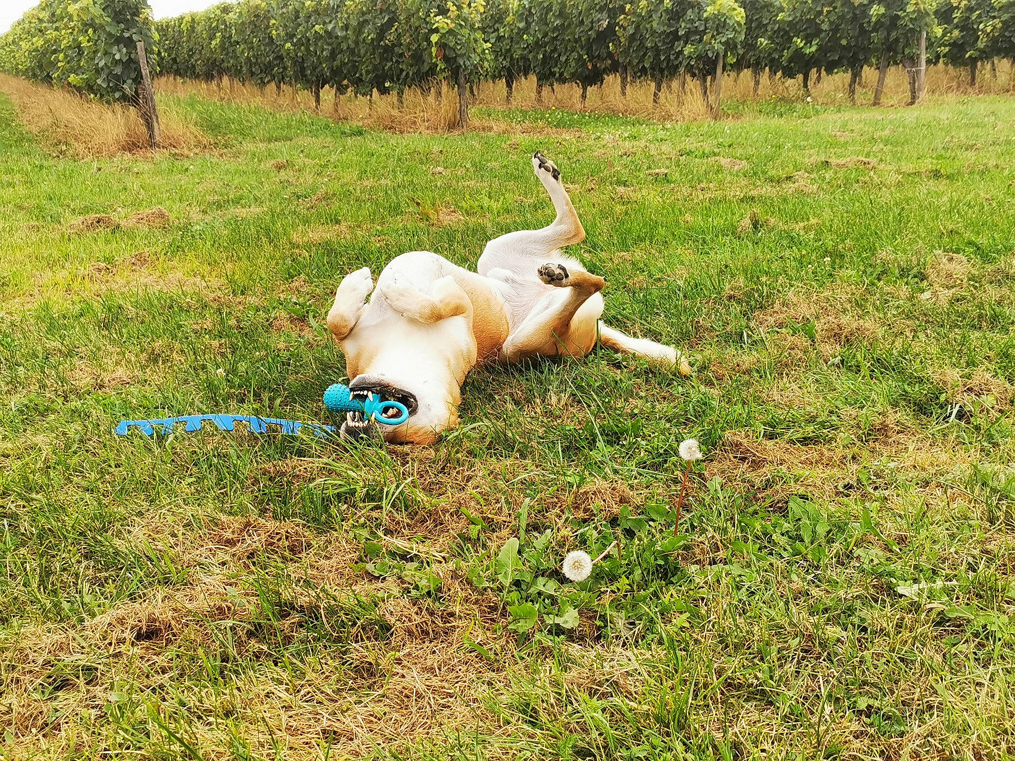 Loki a rejoint le concours — aidez-le/la à gagner de superbes lots ! canidae, companion_dog, dog_breed, fawn, field, grass, grassland, grazing, groundcover, landscape, lawn, meadow, pasture, people_in_nature, plant, soil, sporting_group, tail, tree, working_animal