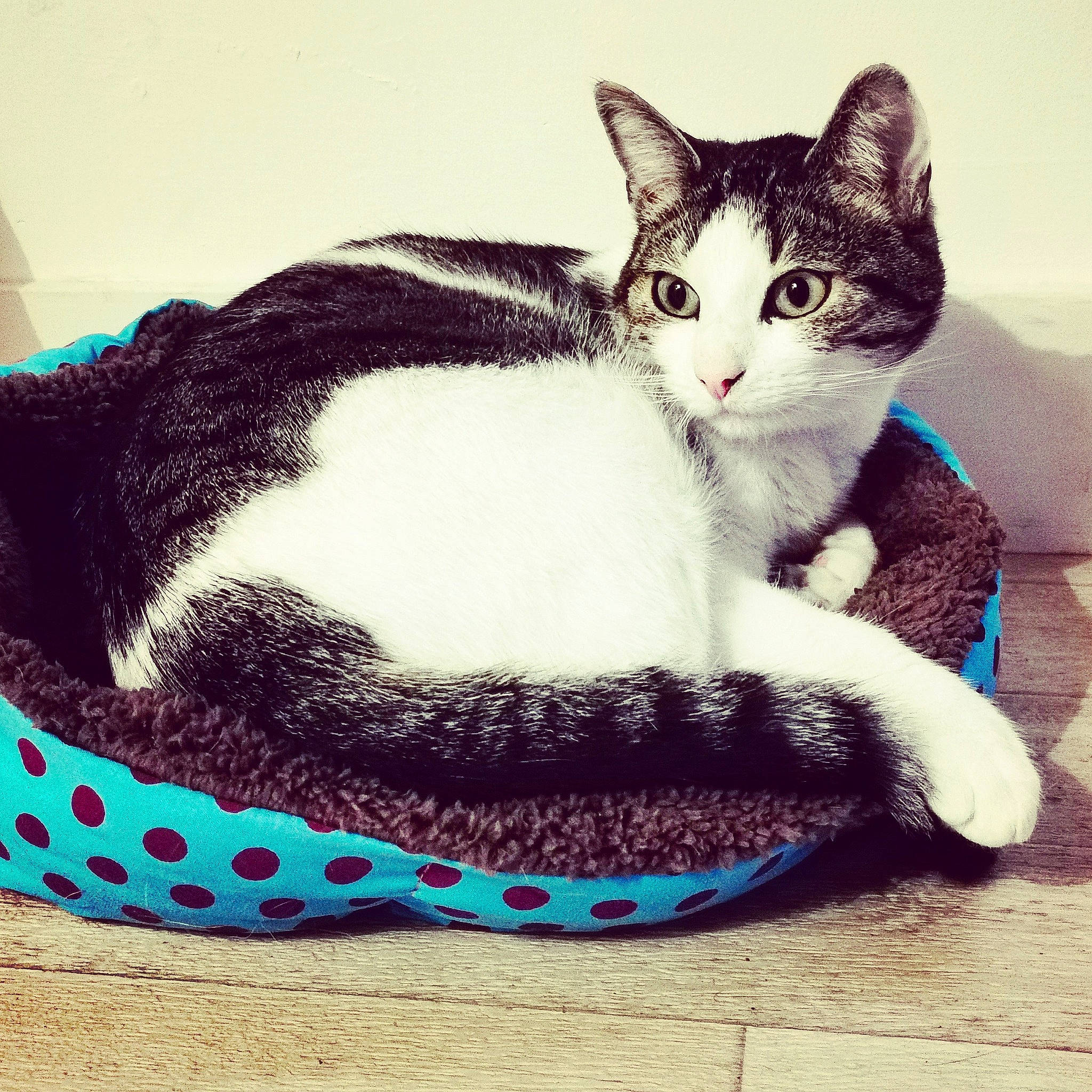 Yamato a rejoint le concours — aidez-le/la à gagner de superbes lots ! art, carnivore, cat, comfort, domestic_short_haired_cat, fashion_accessory, felidae, foot, fur, grey, lap, pattern, paw, sitting, small_to_medium_sized_cats, snout, square, tail, terrestrial_animal, whiskers