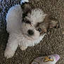 Tuffy is registered to the contest to win money with this photo: puppy, dog, carpet, sock, foot, cute, fluffy, pet, indoors, laying, brown, white, small, animal, cozy, pattern, fabric, floor, toy, relaxed
