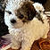 Tuffy