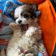 Tuffy is registered to the contest to win money with this photo: puppy, dog, fluffy, cute, blanket, colorful, cozy, pet, small, fur, paw, lying_down, playful, indoor, soft, animal, sleepy, adorable, young, resting