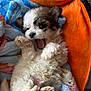 puppy, dog, fluffy, cute, blanket, colorful, cozy, pet, small, fur, paw, lying_down, playful, indoor, soft, animal, sleepy, adorable, young, resting