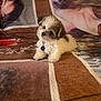 Tuffy joined the competition — help win amazing prizes! puppy, dog, curly_hair, pet, blanket, patterned_blanket, indoor, cute, small_dog, collar, fur, brown, white, black, face_print, resting, curious, animal, companion, young
