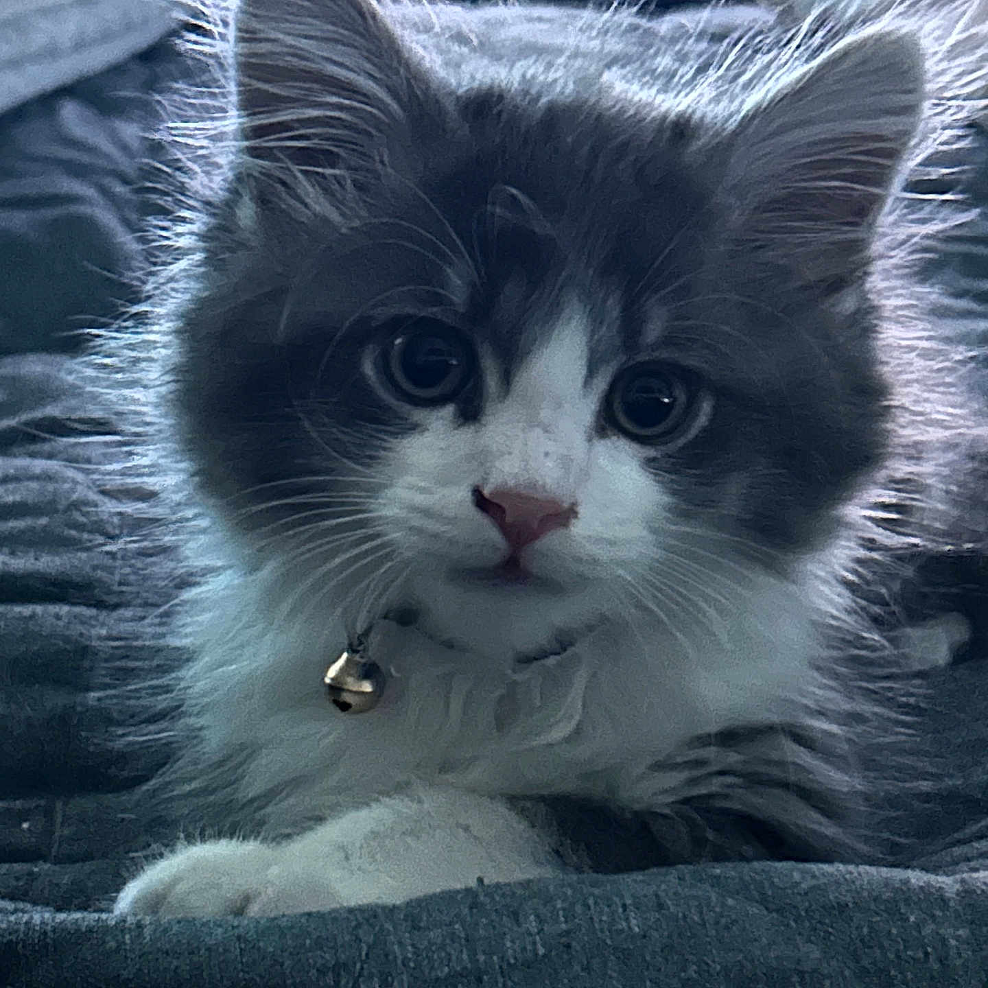 Sully