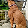Ostyn participe au concours pour gagner de l'argent avec cette photo : animal, back_view, blue_sky, brown_dog, calm, canine, collar, daylight, dog, greenery, nature, outdoor, pet, quiet, relaxed, sitting, stone_ledge, sunny, trees, watching