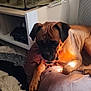Ostyn a rejoint le concours — aidez-le/la à gagner de superbes lots ! animal, brown_dog, carpet, cozy, curious, dog, floor, fur, furniture, home, indoor, pet, pillow, relaxed, resting, shadow, sitting, sunlight, tank, turtle