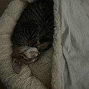 Simba joined the competition — help win amazing prizes! cat, tabby, sleeping, curled_up, pet_bed, blanket, cozy, indoor, furry, resting, cute, animal, fur, whiskers, peaceful, napping, soft, comfort, domestic, relaxed