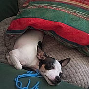 Vitani participe au concours pour gagner de l'argent avec cette photo : dog, sleeping, blanket, couch, yarn, indoor, pet, resting, cozy, colorful, fabric, texture, small_dog, animal, relaxation, fur, ears, snout, comfort, home