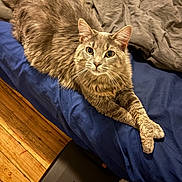 Ewok is registered to the contest to win money with this photo: cat, gray_cat, pet, feline, bed, blue_bedspread, blanket, wooden_floor, paws, fur, indoor, relaxed, looking_at_camera, animal, domestic_animal, cute, whiskers, ears, sleepy, cozy