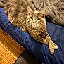 cat, gray_cat, pet, feline, bed, blue_bedspread, blanket, wooden_floor, paws, fur, indoor, relaxed, looking_at_camera, animal, domestic_animal, cute, whiskers, ears, sleepy, cozy