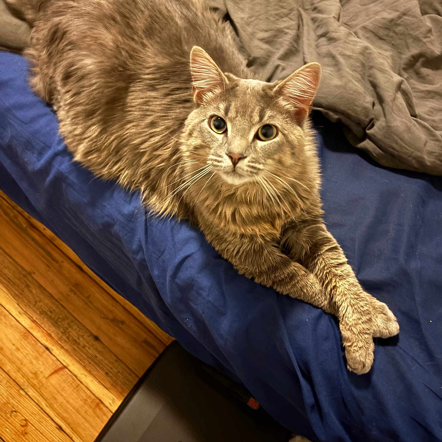 Ewok is registered to the contest to win money with this photo: animal, bed, blanket, blue_bedspread, cat, cozy, cute, domestic_animal, ears, feline, fur, gray_cat, indoor, looking_at_camera, paws, pet, relaxed, sleepy, whiskers, wooden_floor