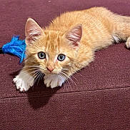 Charlie participe au concours pour gagner de l'argent avec cette photo : kitten, cat, ginger_cat, white_paws, blue_eyes, animal, pet, feline, fur, whiskers, ears, crouching, playing, toy, feather_toy, couch, upholstery, indoor, close_up, portrait