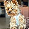 dog, small_dog, pet, fur, blue_harness, wooden_table, glass, indoor, blurred_background, curious, cute, animal, companion, domestic, canine, portrait, furniture, tabletop, light, cozy