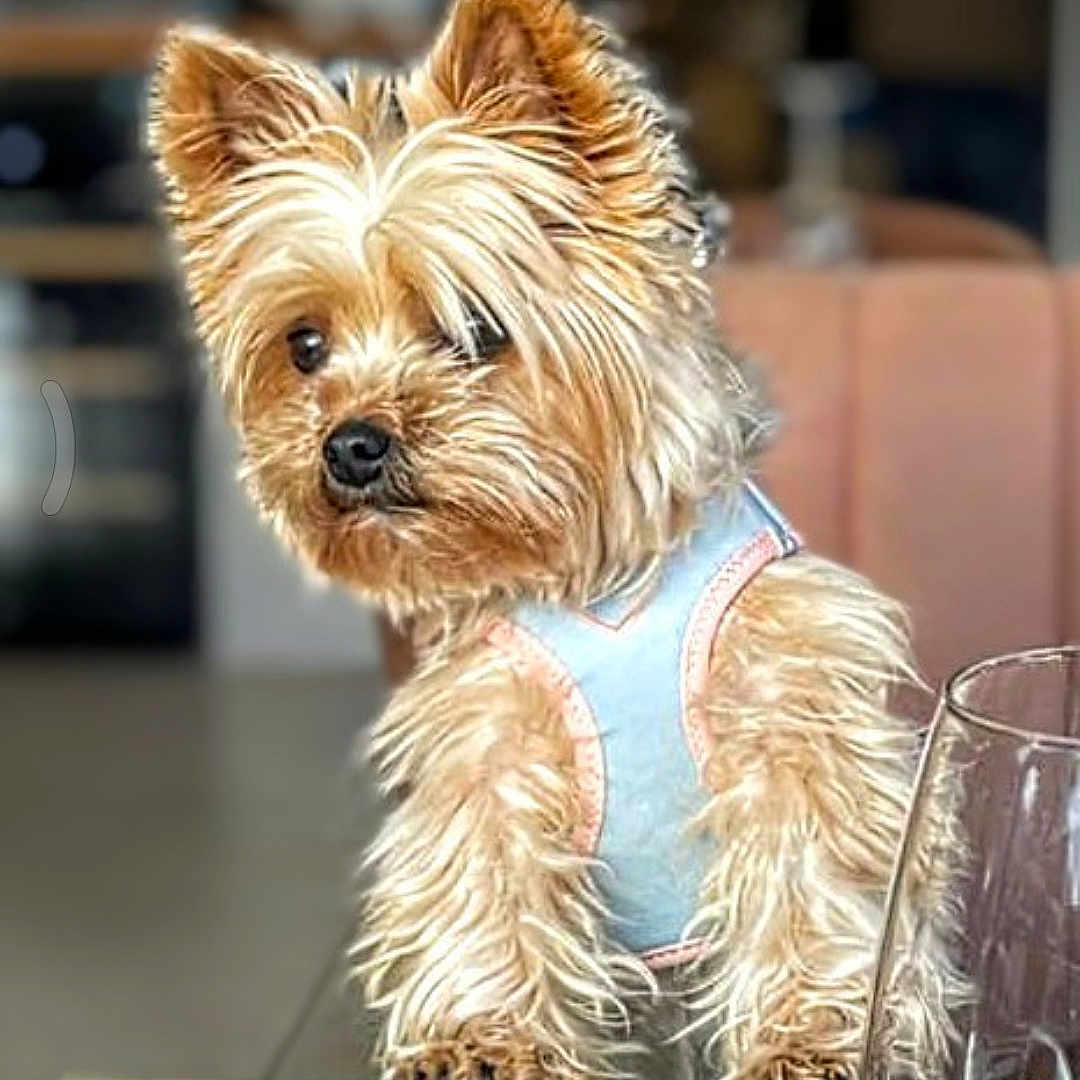 Susan participe au concours pour gagner de l'argent avec cette photo : dog, small_dog, pet, fur, blue_harness, wooden_table, glass, indoor, blurred_background, curious, cute, animal, companion, domestic, canine, portrait, furniture, tabletop, light, cozy