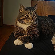 Boots is registered to the contest to win money with this photo: cat, tabby, indoor, feline, pet, animal, paws, resting, fur, striped, whiskers, cozy, wooden_furniture, window, domestic_cat, sleepy, cute, mammal, laid_back, relaxed