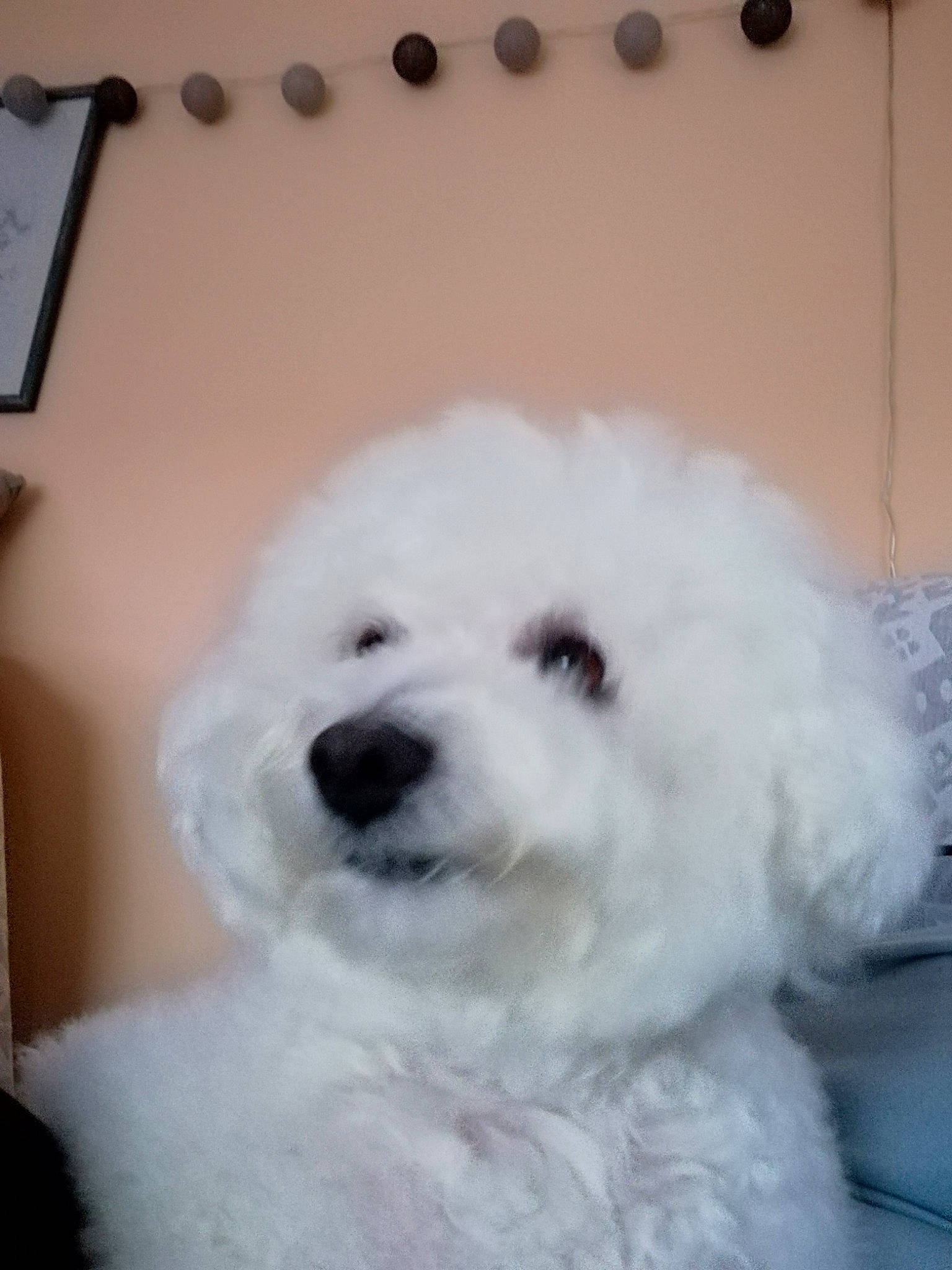 Igloo participe au concours pour gagner de l'argent avec cette photo : art, canidae, carnivore, companion_dog, dog, dog_breed, fur, maltepoo, non_sporting_group, nose, pattern, plant, poodle, puppy, snout, sporting_group, toy_dog, water_dog, whiskers, working_animal