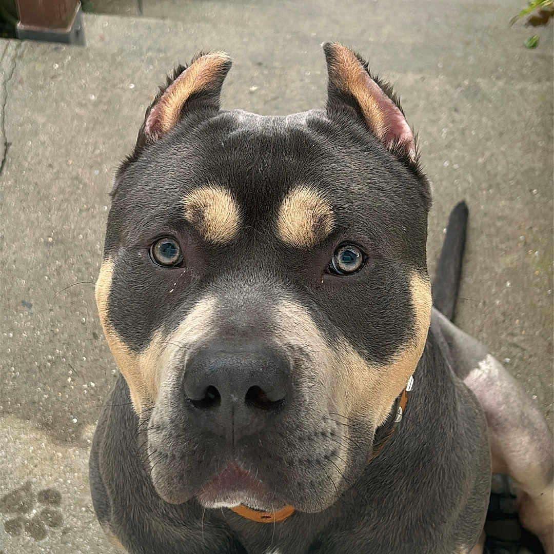 Norvën participe au concours pour gagner de l'argent avec cette photo : animal, boxer, brick, bulldog, canine, dog, flagstone, frenchbulldog, hound, husky, path, pet, pitbull, plant, puppy, sidewalk, slate, snout, terrier, walkway