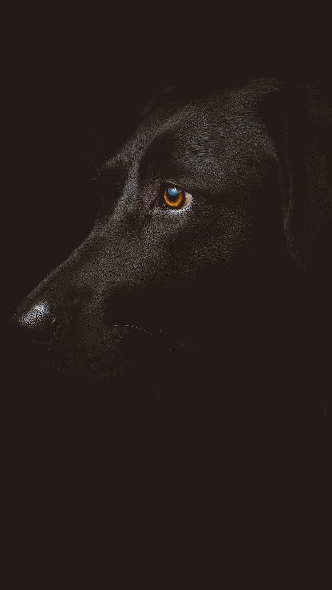 Calypso a rejoint le concours — aidez-le/la à gagner de superbes lots ! black, black_and_white, canidae, carnivore, dog, dog_breed, eye, flat_coated_retriever, groenendael, snout, sporting_group