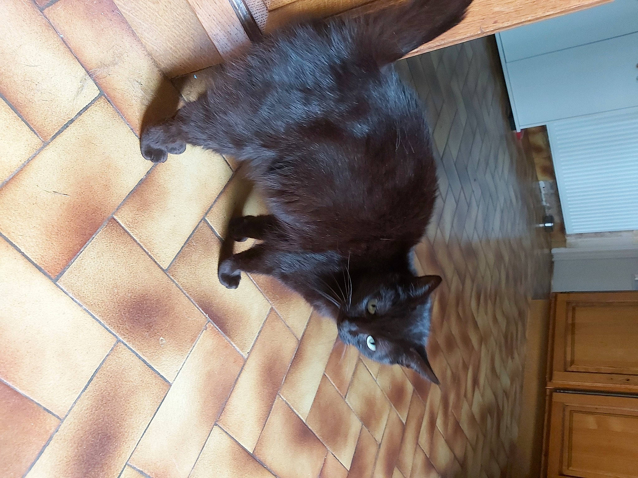 Kaina a rejoint le concours — aidez-le/la à gagner de superbes lots ! black_cat, burmese, carnivore, cat, felidae, fur, havana_brown, korat, mammal, nebelung, small_to_medium_sized_cats, tail, whiskers