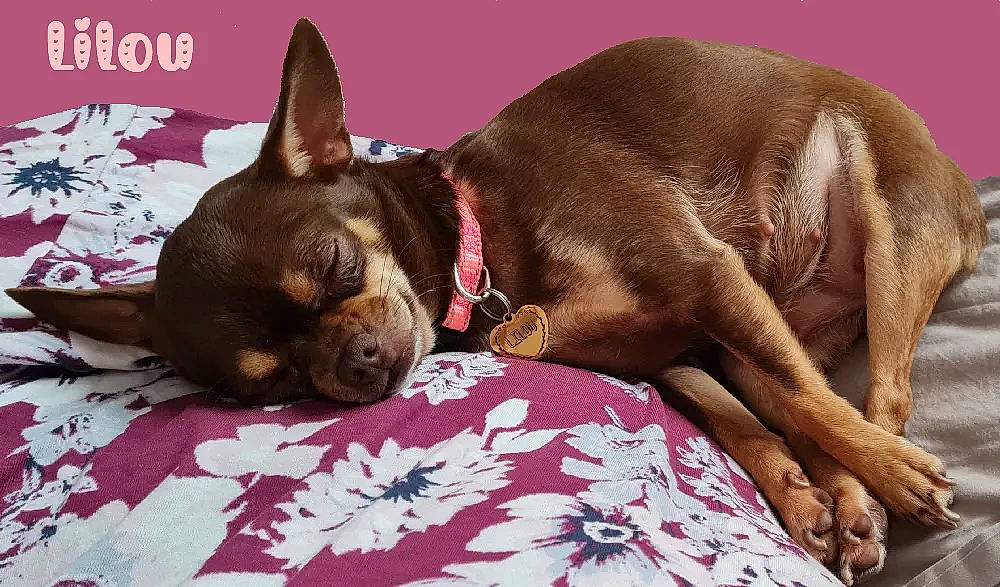 Lilou participe au concours pour gagner de l'argent avec cette photo : canidae, carmine, carnivore, collar, comfort, companion_dog, dog, dog_breed, dog_collar, dog_supply, ear, fawn, fur, liver, pet_supply, snout, sporting_group, toy_dog, whiskers, working_animal