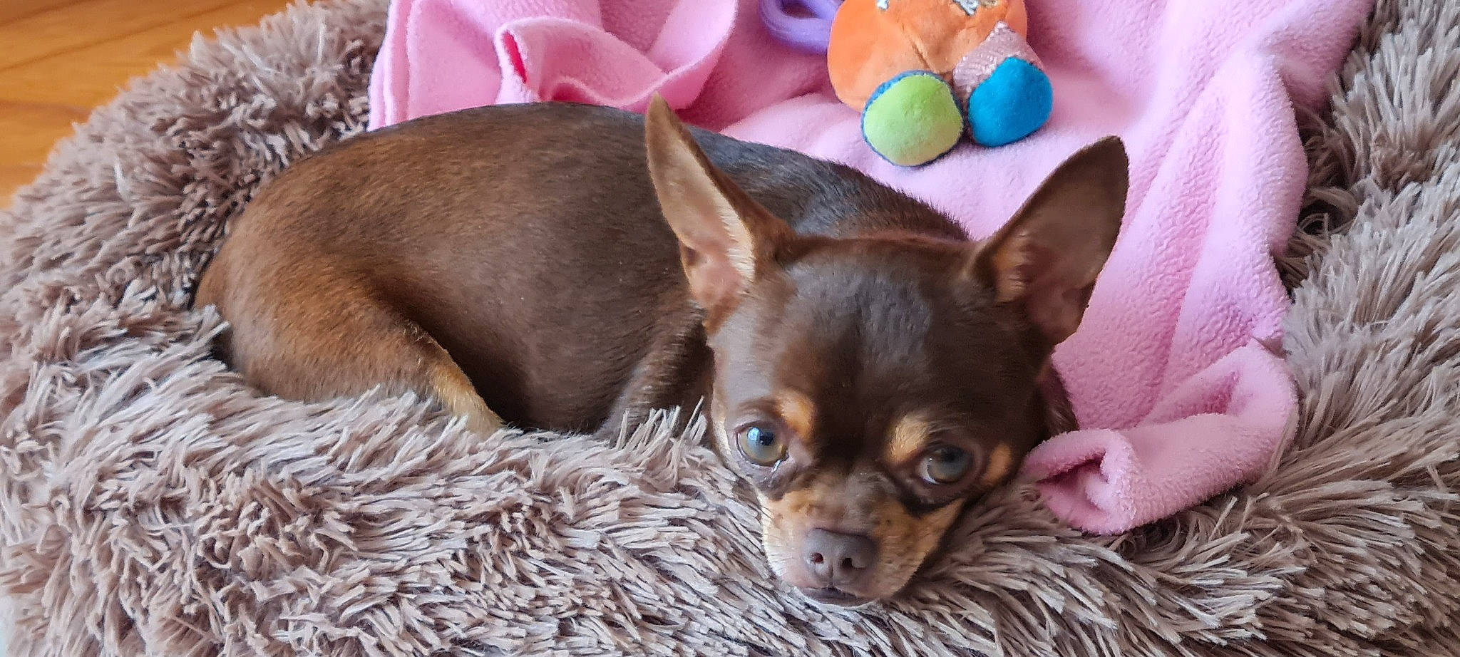 Lilou