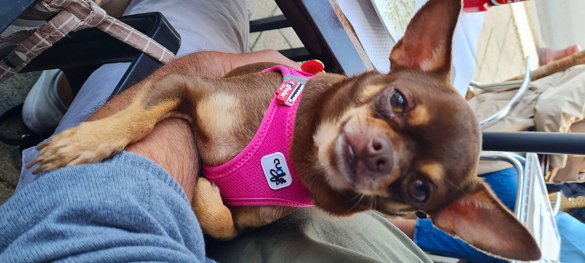 Lilou a rejoint le concours — aidez-le/la à gagner de superbes lots ! abdomen, canidae, carnivore, chest, collar, companion_dog, dog, dog_breed, ear, elbow, fawn, fur, guard_dog, human_leg, liver, snout, sporting_group, thigh, whiskers, working_animal
