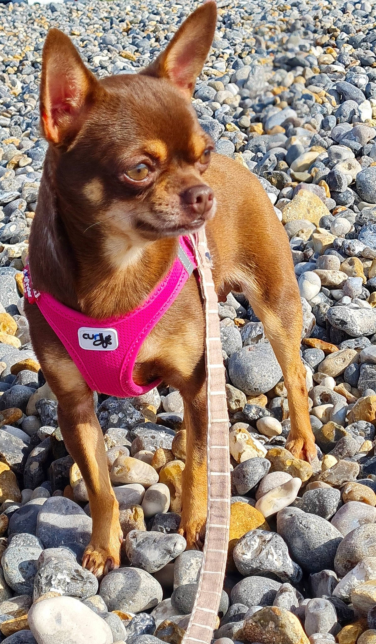 Lilou a rejoint le concours — aidez-le/la à gagner de superbes lots ! ancient_dog_breeds, canidae, carnivore, chihuahua, collar, companion_dog, dog, dog_breed, dog_collar, dog_supply, fawn, leash, liver, pebble, pet_supply, rock, snout, sporting_group, toy_dog, working_animal