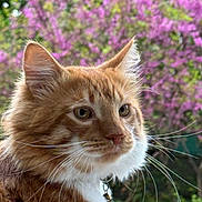 Tultul a rejoint le concours — aidez-le/la à gagner de superbes lots ! cat, ginger_cat, white_fur, whiskers, close_up, portrait, outdoor, flowering_tree, pink_flowers, nature, pet, animal, fur, collar, bell, curious, soft_light, spring, greenery, focus