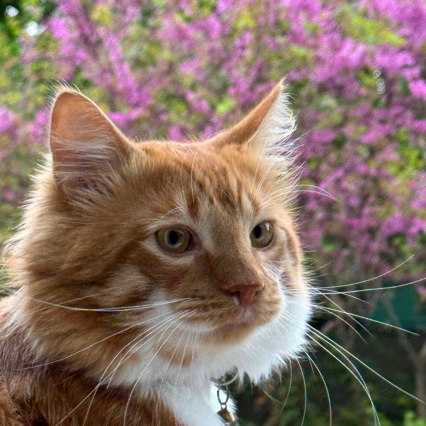 Tultul a rejoint le concours — aidez-le/la à gagner de superbes lots ! animal, bell, cat, close_up, collar, curious, flowering_tree, focus, fur, ginger_cat, greenery, nature, outdoor, pet, pink_flowers, portrait, soft_light, spring, whiskers, white_fur