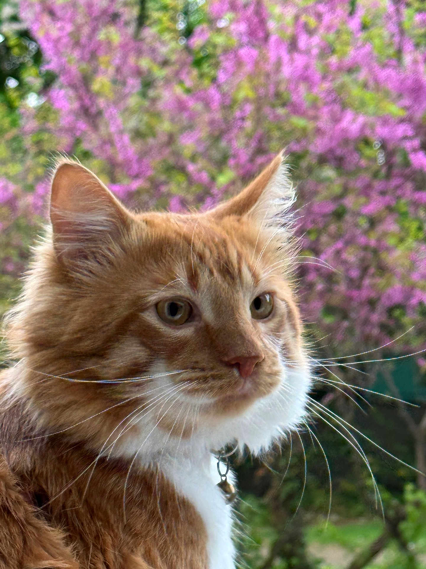 Tultul a rejoint le concours — aidez-le/la à gagner de superbes lots ! cat, ginger_cat, white_fur, whiskers, close_up, portrait, outdoor, flowering_tree, pink_flowers, nature, pet, animal, fur, collar, bell, curious, soft_light, spring, greenery, focus