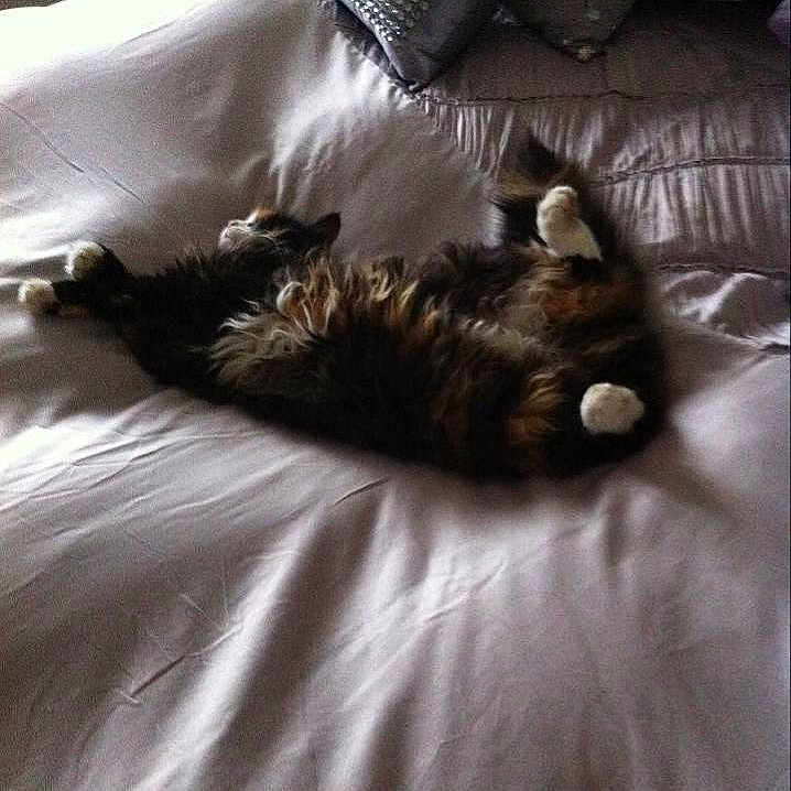 Kitty is registered to the contest to win money with this photo: