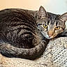 Chandler joined the competition — help win amazing prizes! cat, tabby, pet, animal, feline, resting, curled_up, yellow_eyes, knitted_blanket, texture, indoor, cozy, fur, striped, cute, whiskers, ears, close_up, relaxed, alert