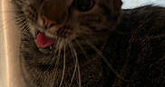 Chandler is registered to the contest to win money with this photo: cat, tabby, tongue_out, resting, indoor, fur, whiskers, ears, cute, pet, animal, relaxed, cozy, closeup, mammal, sleepy, feline, paw, soft, home