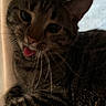 animal, cat, closeup, cozy, cute, ears, feline, fur, home, indoor, mammal, paw, pet, relaxed, resting, sleepy, soft, tabby, tongue_out, whiskers