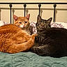 Chandler joined the competition — help win amazing prizes! cat, orange_cat, tabby_cat, bed, blanket, pillow, feline, pet, animal, snuggling, tail, resting, domestic_animal, cozy, indoor, cute, friendship, fur, sleepy, companion