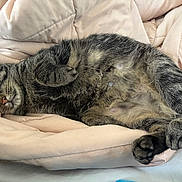 Chandler is registered to the contest to win money with this photo: cat, tabby, sleeping, cozy, blanket, soft, fur, paws, pet, animal, relaxation, indoor, cute, resting, comfy, pink, bed, napping, whiskers, peaceful
