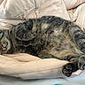 animal, bed, blanket, cat, comfy, cozy, cute, fur, indoor, napping, paws, peaceful, pet, pink, relaxation, resting, sleeping, soft, tabby, whiskers
