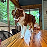 dog, brown_and_white, blue_eyes, wooden_table, indoor, screened_porch, person, phone, casual, candid, greenery, window, chair, furniture, pet, walking, curious, cozy, natural_light, relaxed