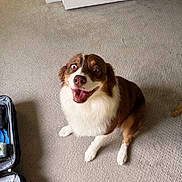 Cece is registered to the contest to win money with this photo: dog, brown, white, carpet, indoor, pet, happy, smiling, sitting, fur, open_suitcase, clothes, eyes, mouth, tongue, nose, door, wall, floor, animal