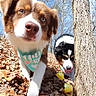 dog, dogs, outdoor, forest, tree, leaf_litter, sunny, blue_sky, bandana, curious, nature, animal, pet, walking, sniffing, brown_dog, black_and_white_dog, daylight, canine, playful