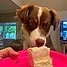 puppy, dog, cake, pink_plate, hand, living_room, television, window, dining_area, chair, table, sofa, indoor, curious, brown_and_white, food, focus, close_up, furniture, screen