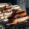 dog, blue_eyes, bed, pillow, sunlight, window, blinds, fur, brown, white, patterned_bedspread, indoor, relaxing, pet, cozy, shadow, resting, comfort, animal, house