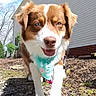 dog, outdoor, sunny, blue_eyes, bandana, house, gravel, happy, pet, walking, daytime, sky, white_wall, brown_fur, canine, closeup, nature, animal, playful, friendly