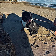 évie participe au concours pour gagner de l'argent avec cette photo : animal, beach, buildings, clouds, coastline, dog, happy, harness, leash, ocean, outdoor, pet, pug, sand, shadow, sky, summer, sunlight, tongue_out, waves