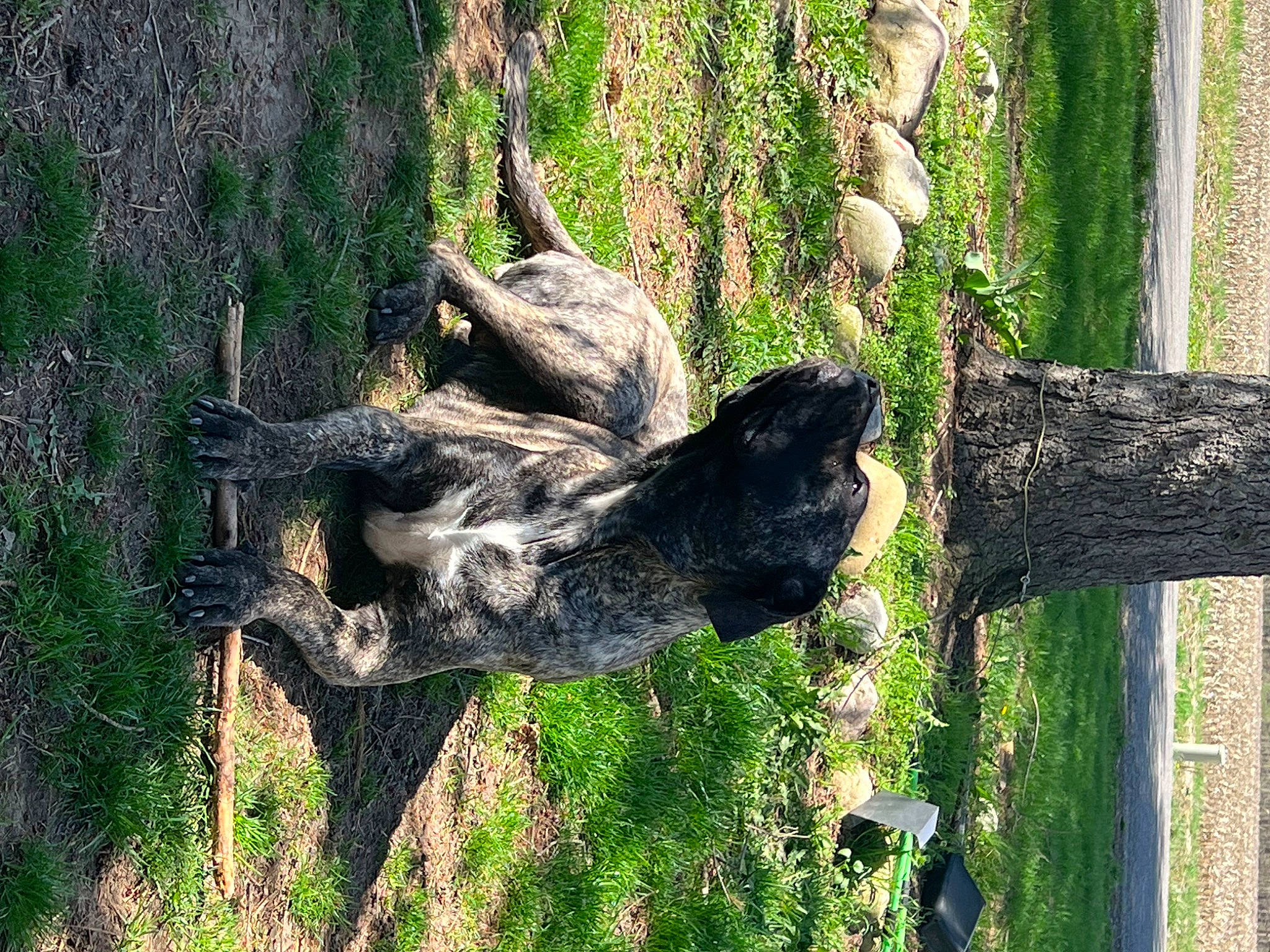 Dahlia is registered to the contest to win money with this photo: art, canidae, carnivore, dog, dog_breed, fawn, forest, grass, groundcover, mammal, plant, sculpture, snout, sporting_group, tail, terrestrial_animal, tree, trunk, wildlife, wood